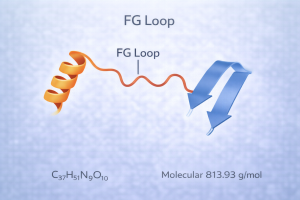 Uncovering the Potential of FG Loop Peptide for Enhanced Healing and Performance